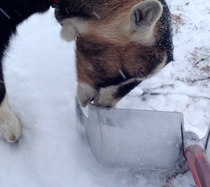 If you could just stand in the snow for a while, I'd like to nibble the shovel.