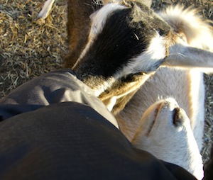 5000 square feet of barnyard, and we're occupying about 3 of it.