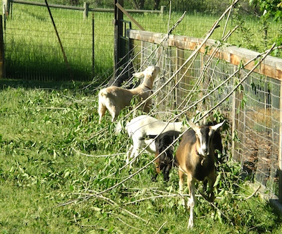 My Spoiled Goats | The Chicken Mama